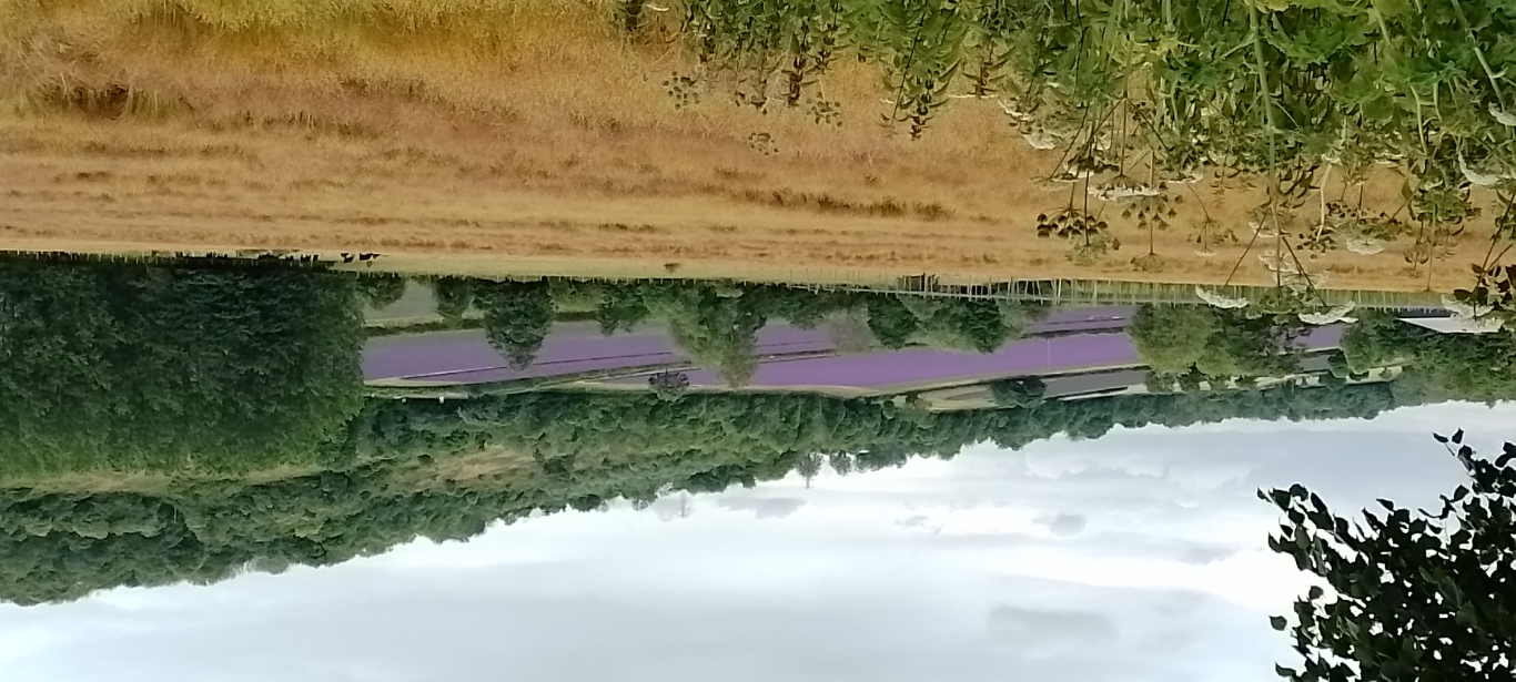 1000011687 Medium